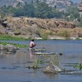 A local man fishing on Tungabhadra near Purandara Mandapa