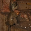 Monkeys feeding on coconut shelves
