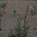 A Parakeet found on the small garden inside Raghunathaswamy temple complex.