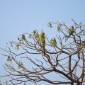 Two Parakeets found on the west side of Raghunathaswamy temple.
