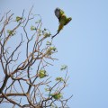 Two Parakeets found on the west side of Raghunathaswamy temple.