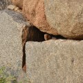 Mongoose spotted on a crevice