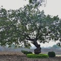 A Neem tree inside Zanana enclosure near Lotus Mahal