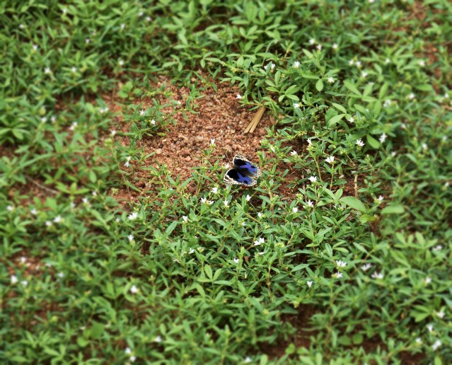 DSC_9432 Blue Pansy.
