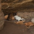 DSC_9445 – A group puppies playing near Kotikal cave temple.