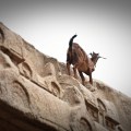 DSC_9538 – Crazy goat on the top of Varaha cave temple.