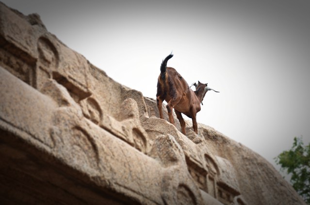DSC_9538 - Crazy goat on the top of Varaha cave temple.