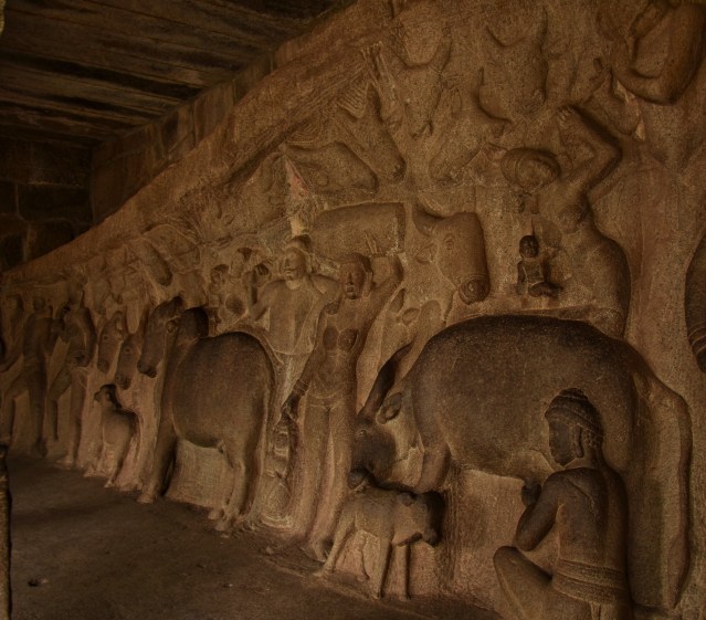 DSC_9606 - The scene of cowherd milking the cow and it is licking the calf with all the motherly affection.