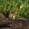 DSC_0235 – ‘Squirrel got busy on eating a coconut piece’ – Seen from SE corner of Big temple.