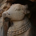 DSC_0242 – Chola period Nandi of 1.5m height found on the south side of cloister hall.