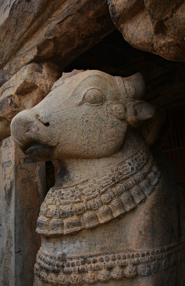 DSC_0242 - Chola period Nandi of 1.5m height found on the south side of cloister hall.