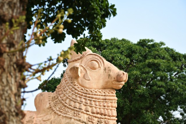 DSC_9875 - Nandi and the Nature - Gangaikondam.