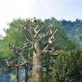 DSC_2951 Hornbill Tree.
