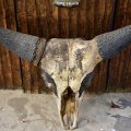 DSC_2967 Indian Bison Skull. (Pochury Morung)