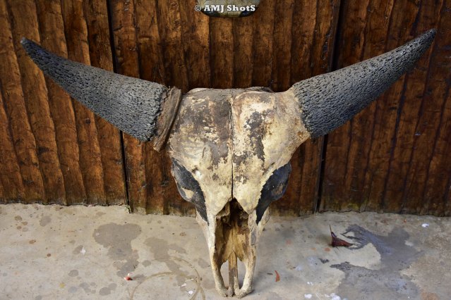 DSC_2967 Indian Bison Skull. (Pochury Morung)